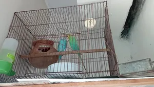 Classic Budgie