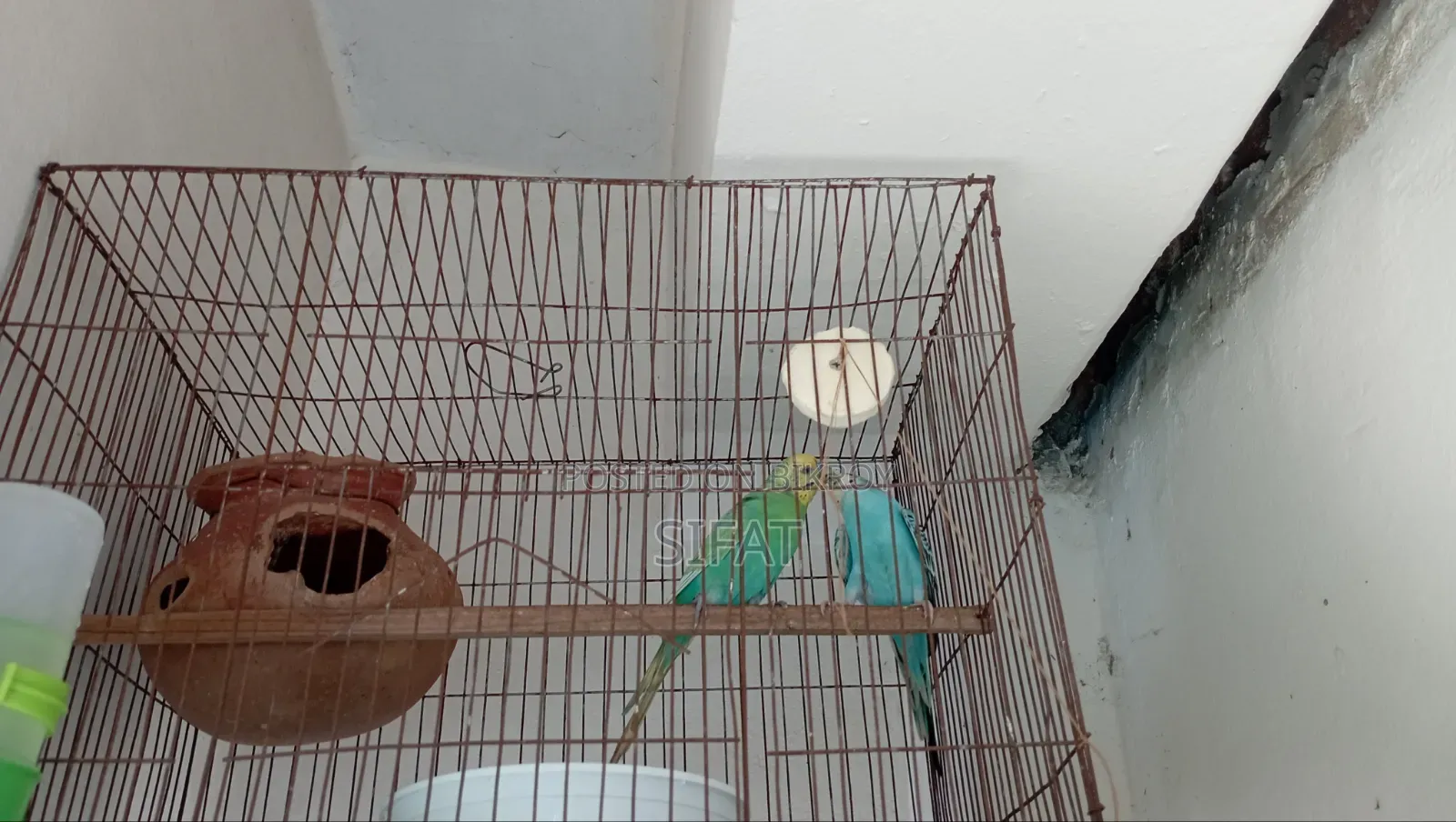 Classic Budgie
