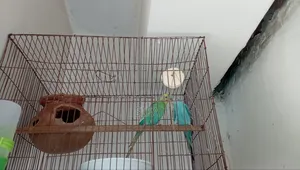 Classic Budgie