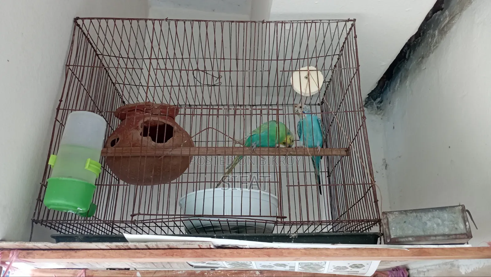 Classic Budgie