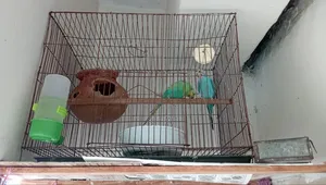 Classic Budgie