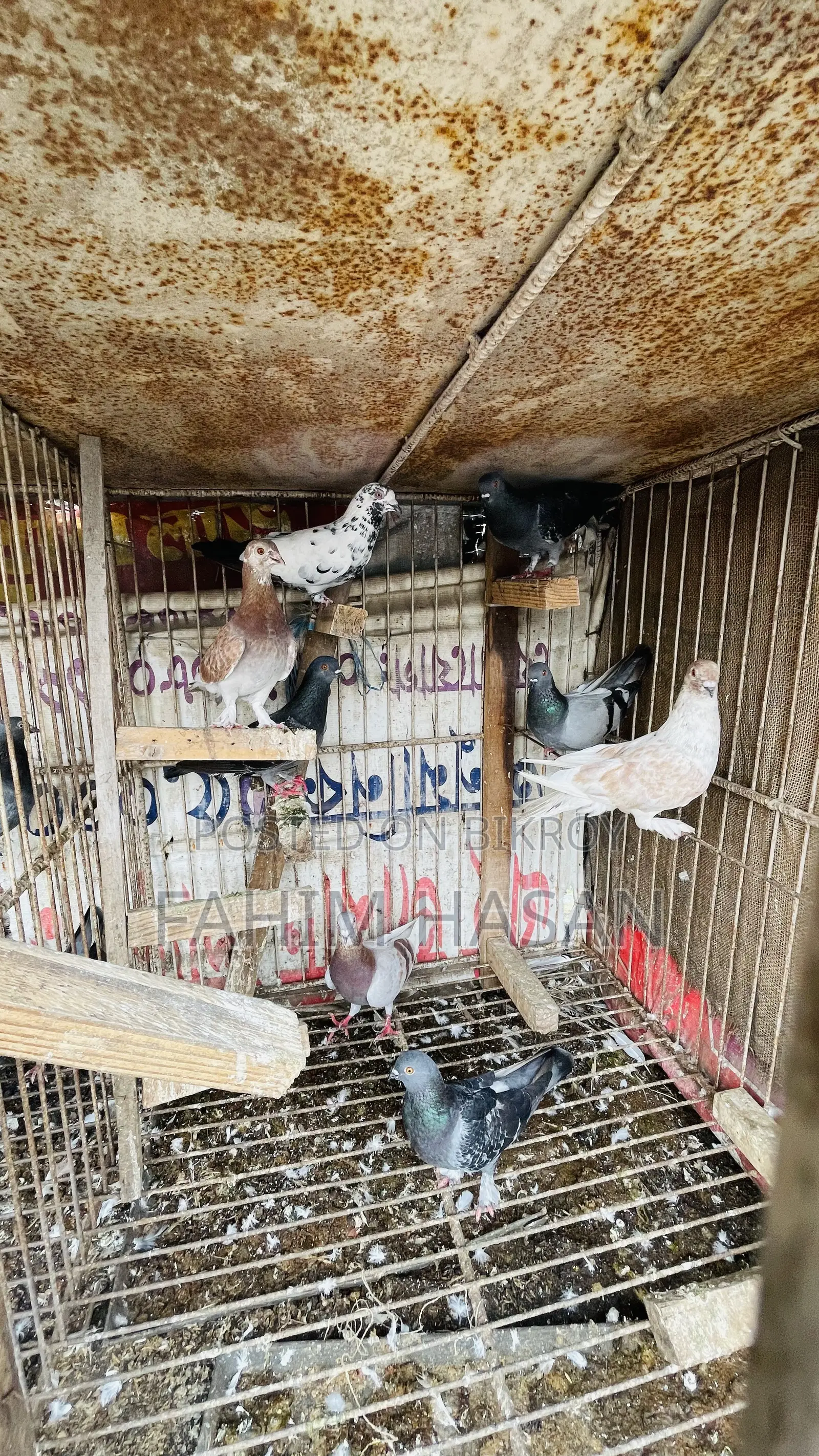Giriraj Pigeon