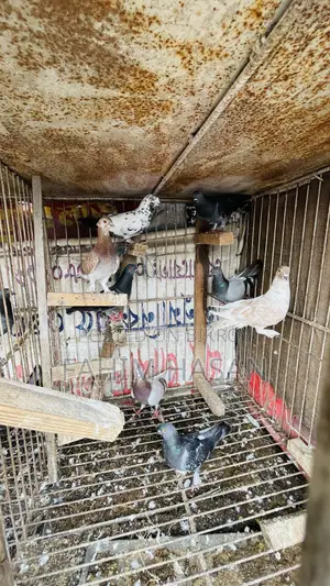 Giriraj Pigeon