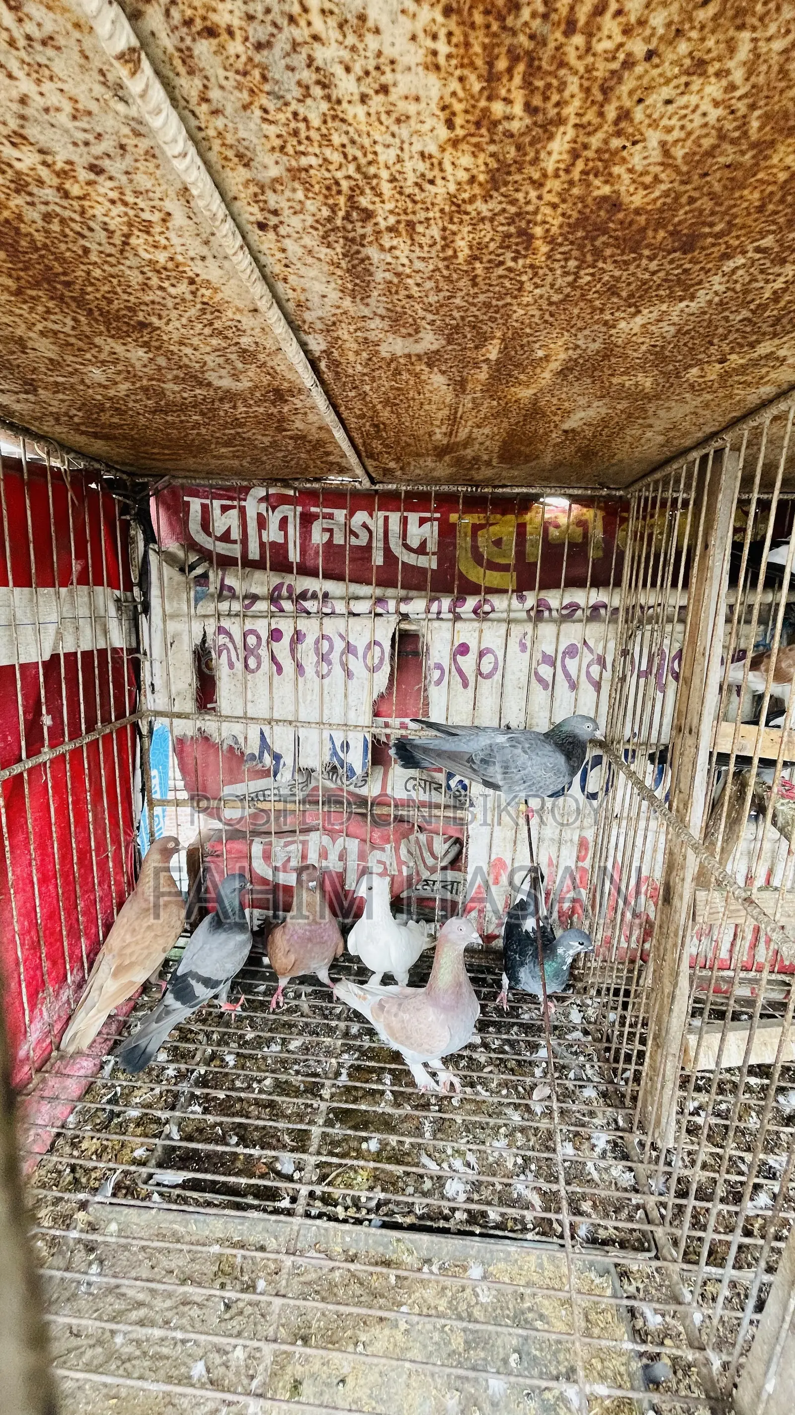 Giriraj Pigeon