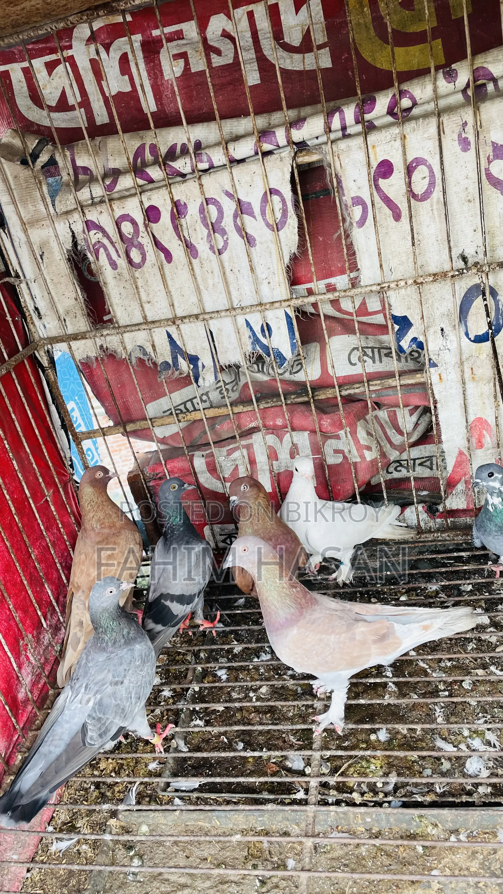 Giriraj Pigeon