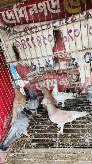 Giriraj Pigeon