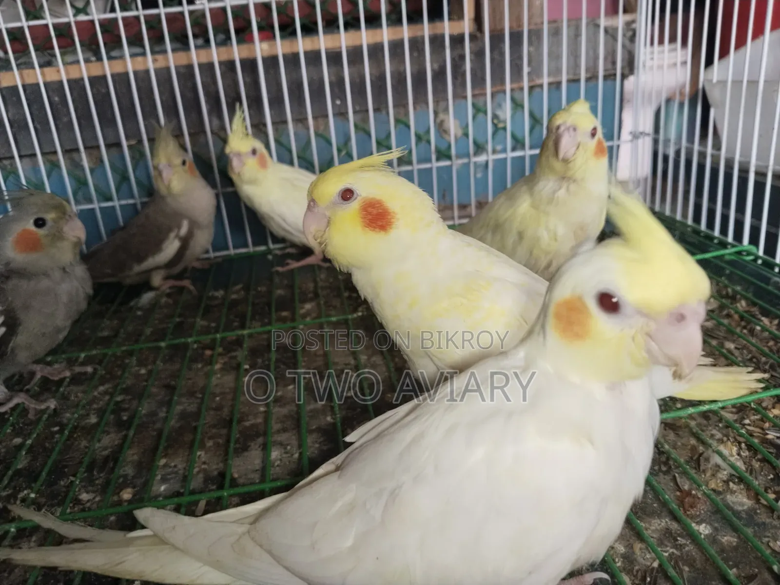 ককাটেল টেম করা বেবি