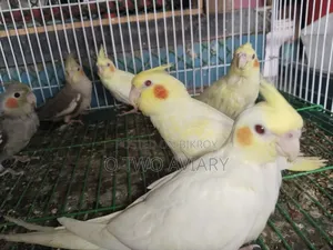 ককাটেল টেম করা বেবি