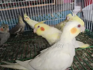 ককাটেল টেম করা বেবি