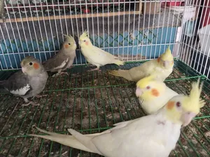 ককাটেল টেম করা বেবি