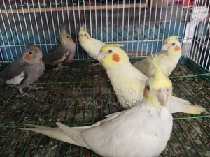 ককাটেল টেম করা বেবি