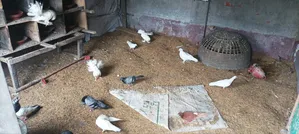 কিছু কবুতর বিক্রি করা হবে