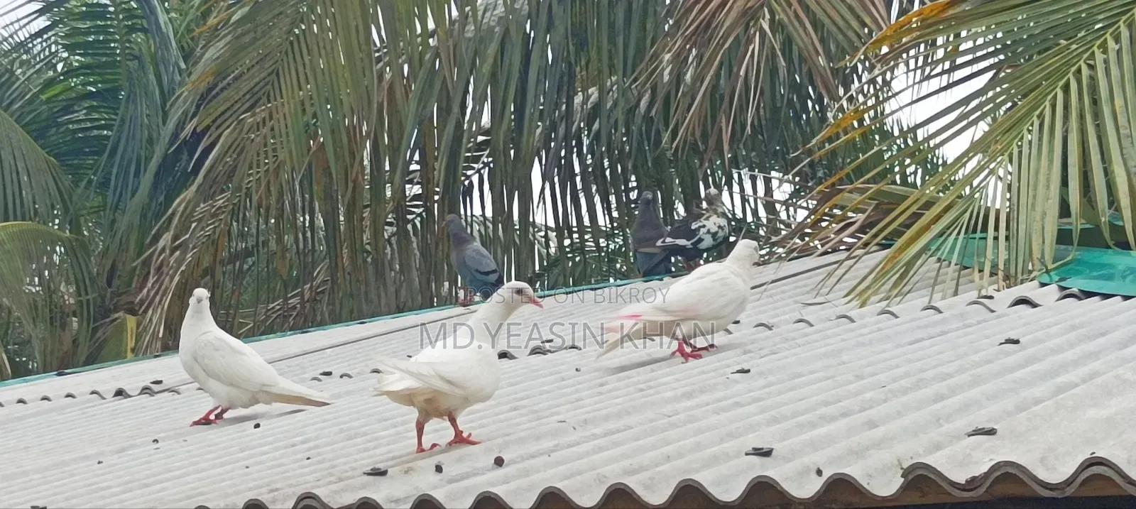 কিছু কবুতর বিক্রি করা হবে