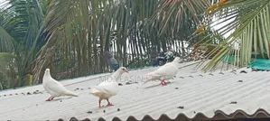 কিছু কবুতর বিক্রি করা হবে