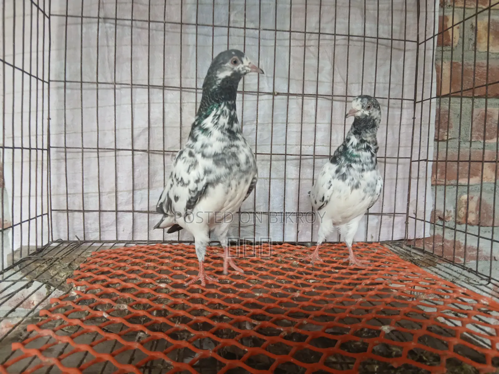 গোল্ডেন বাচ্চা ৫ পর বয়স