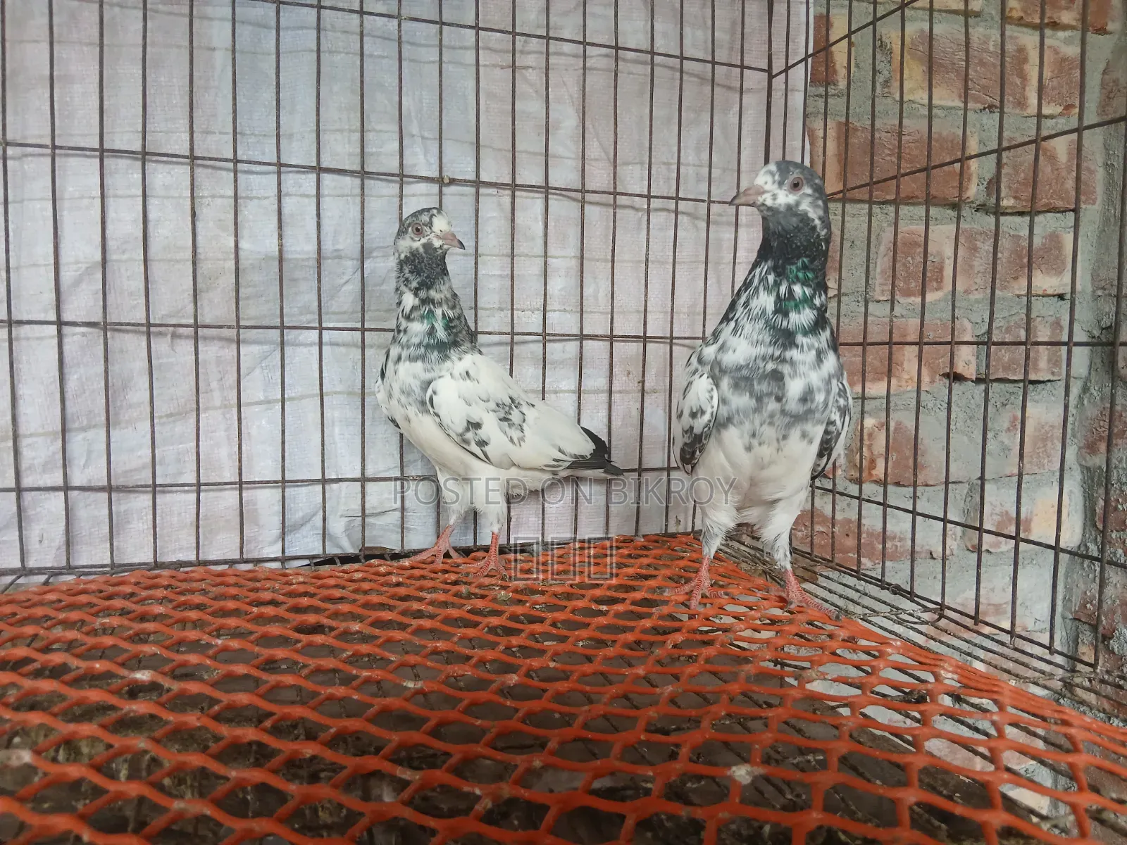 গোল্ডেন বাচ্চা ৫ পর বয়স
