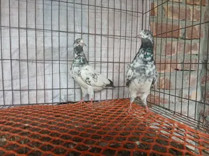 গোল্ডেন বাচ্চা ৫ পর বয়স