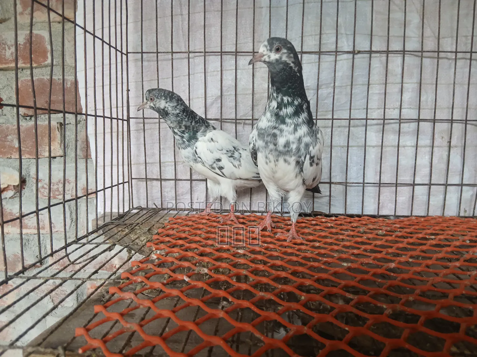গোল্ডেন বাচ্চা ৫ পর বয়স