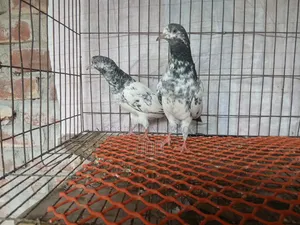 গোল্ডেন বাচ্চা ৫ পর বয়স