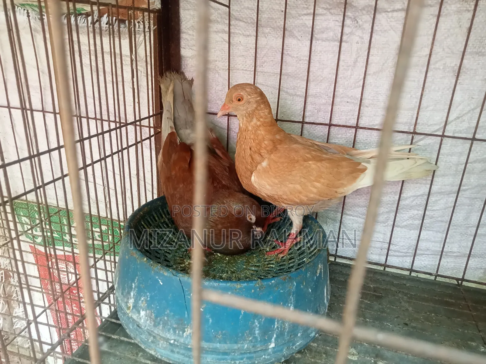 কবুতর বিক্রি হবে