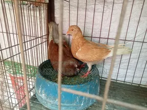 কবুতর বিক্রি হবে