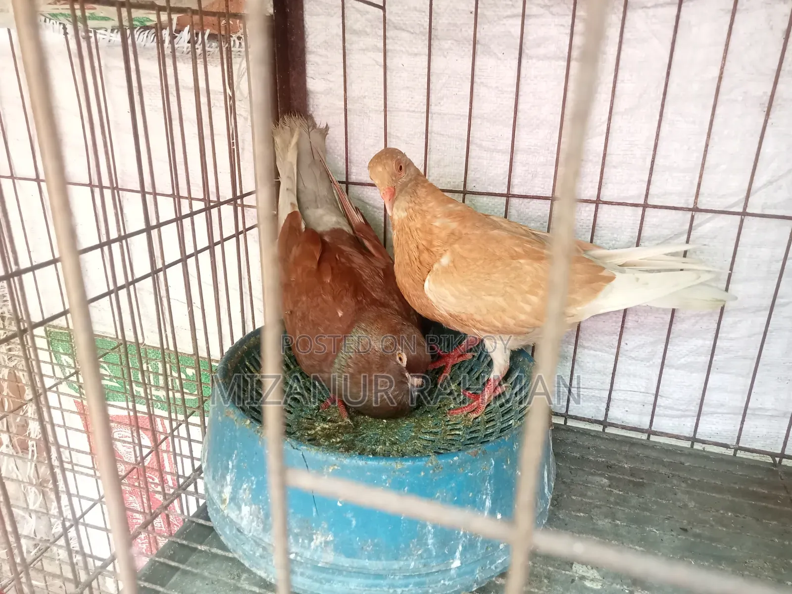 কবুতর বিক্রি হবে