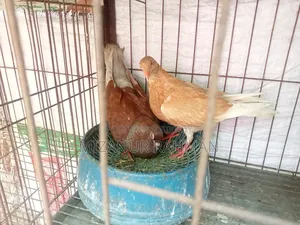 কবুতর বিক্রি হবে