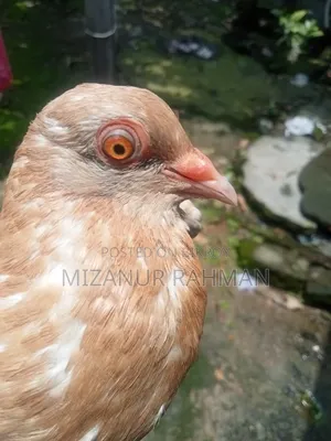 কবুতর বিক্রি হবে