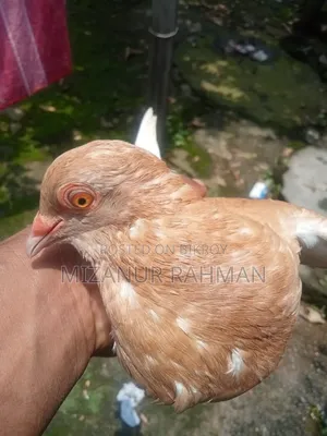 কবুতর বিক্রি হবে