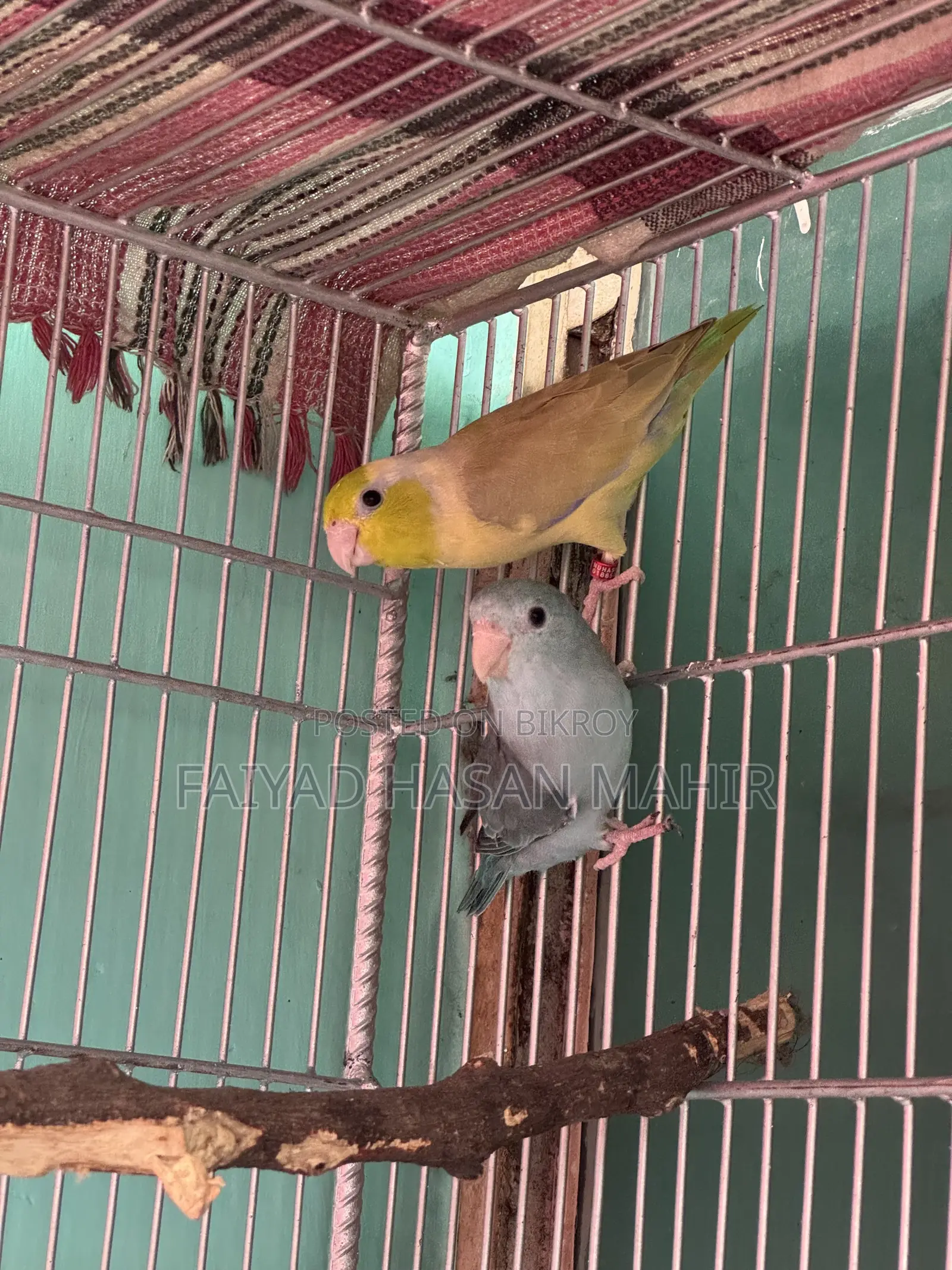 ফরপাস ব্রিডিং জোড়া