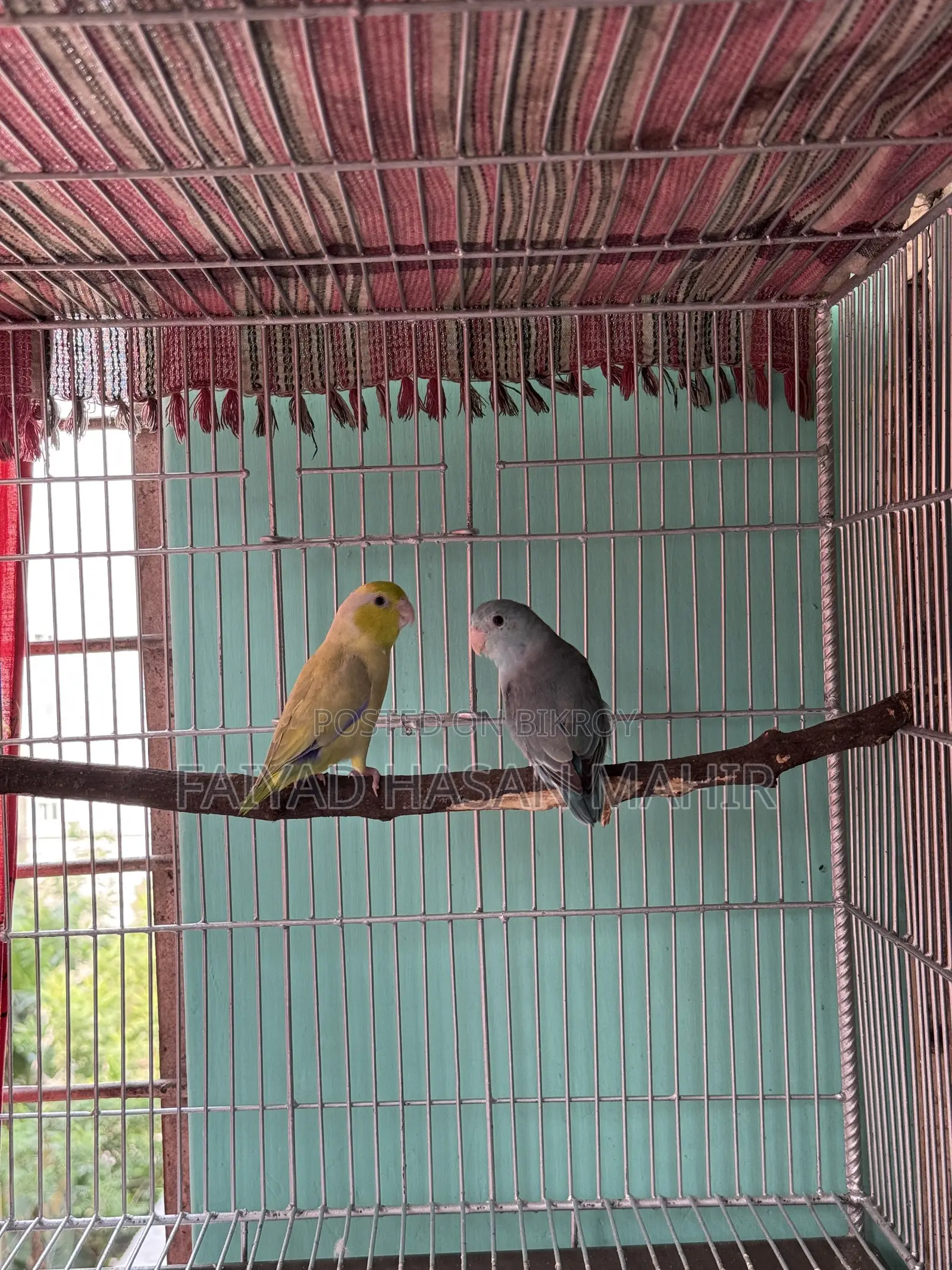 ফরপাস ব্রিডিং জোড়া