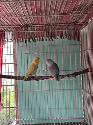 ফরপাস ব্রিডিং জোড়া