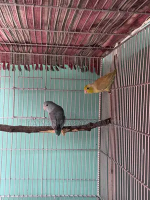 ফরপাস ব্রিডিং জোড়া