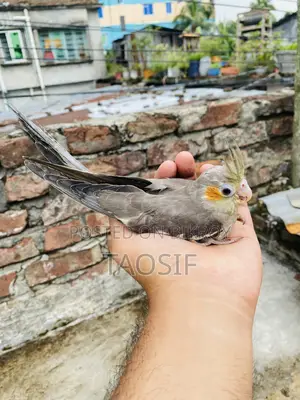 Grey Cockatiel Bird