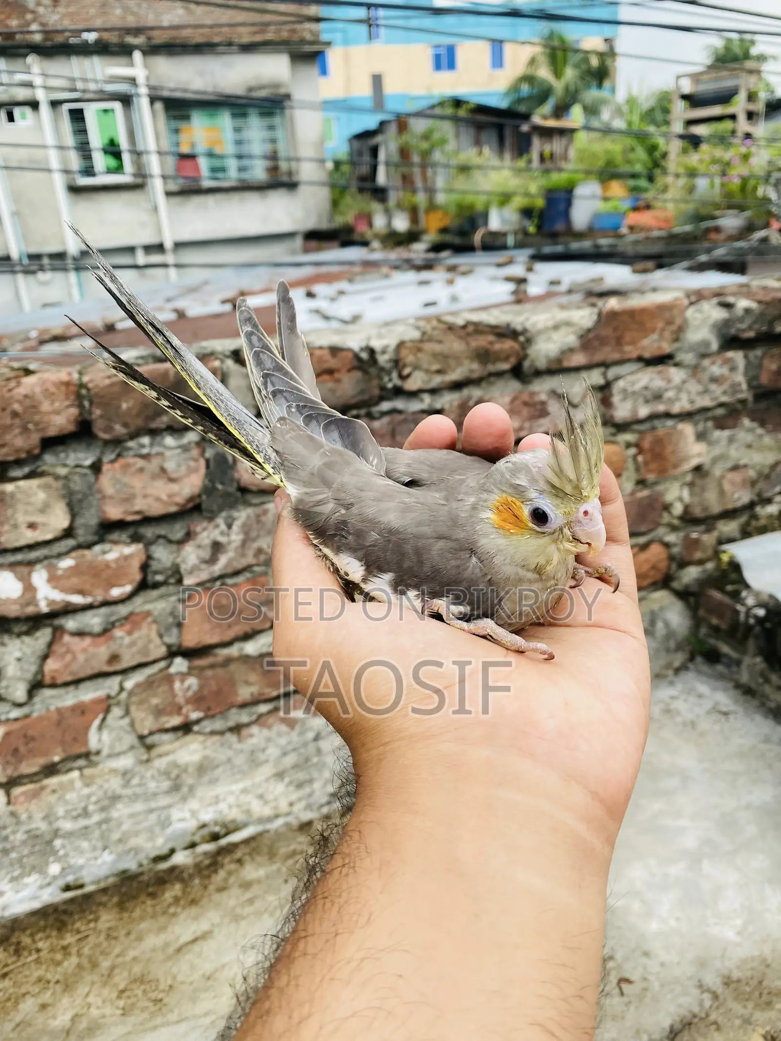 Grey Cockatiel Bird