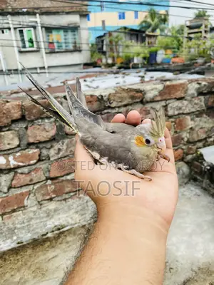 Grey Cockatiel Bird
