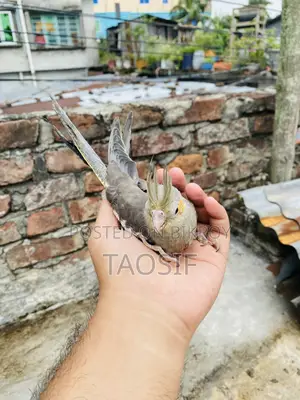 Grey Cockatiel Bird