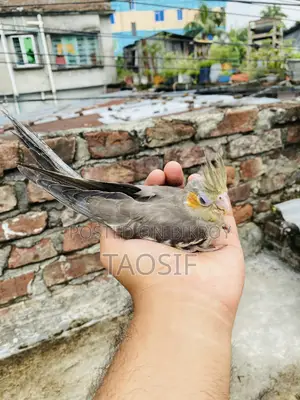 Grey Cockatiel Bird
