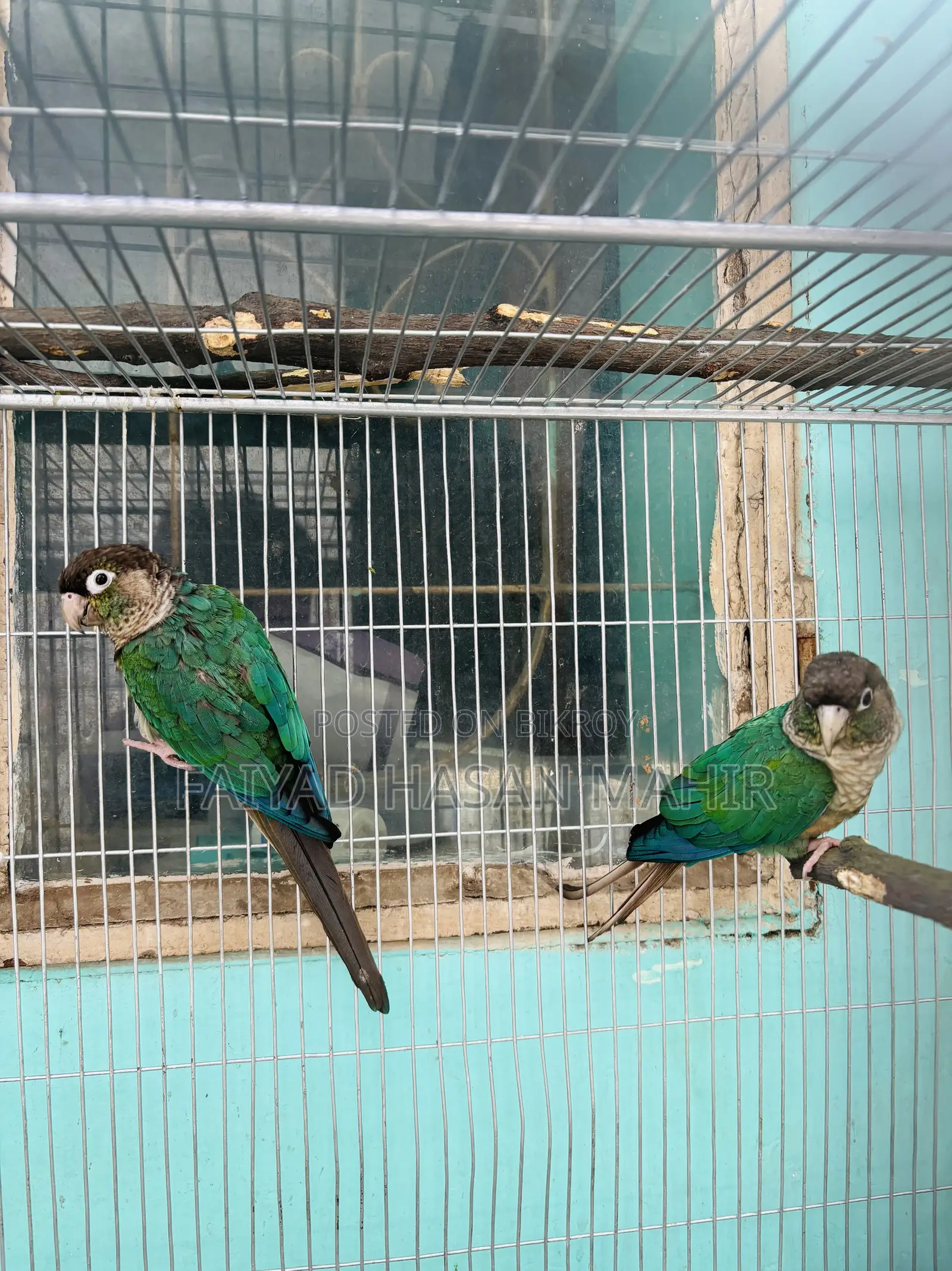 টারকয়েজ ব্লু কনুর ব্রিডিং পেয়ার