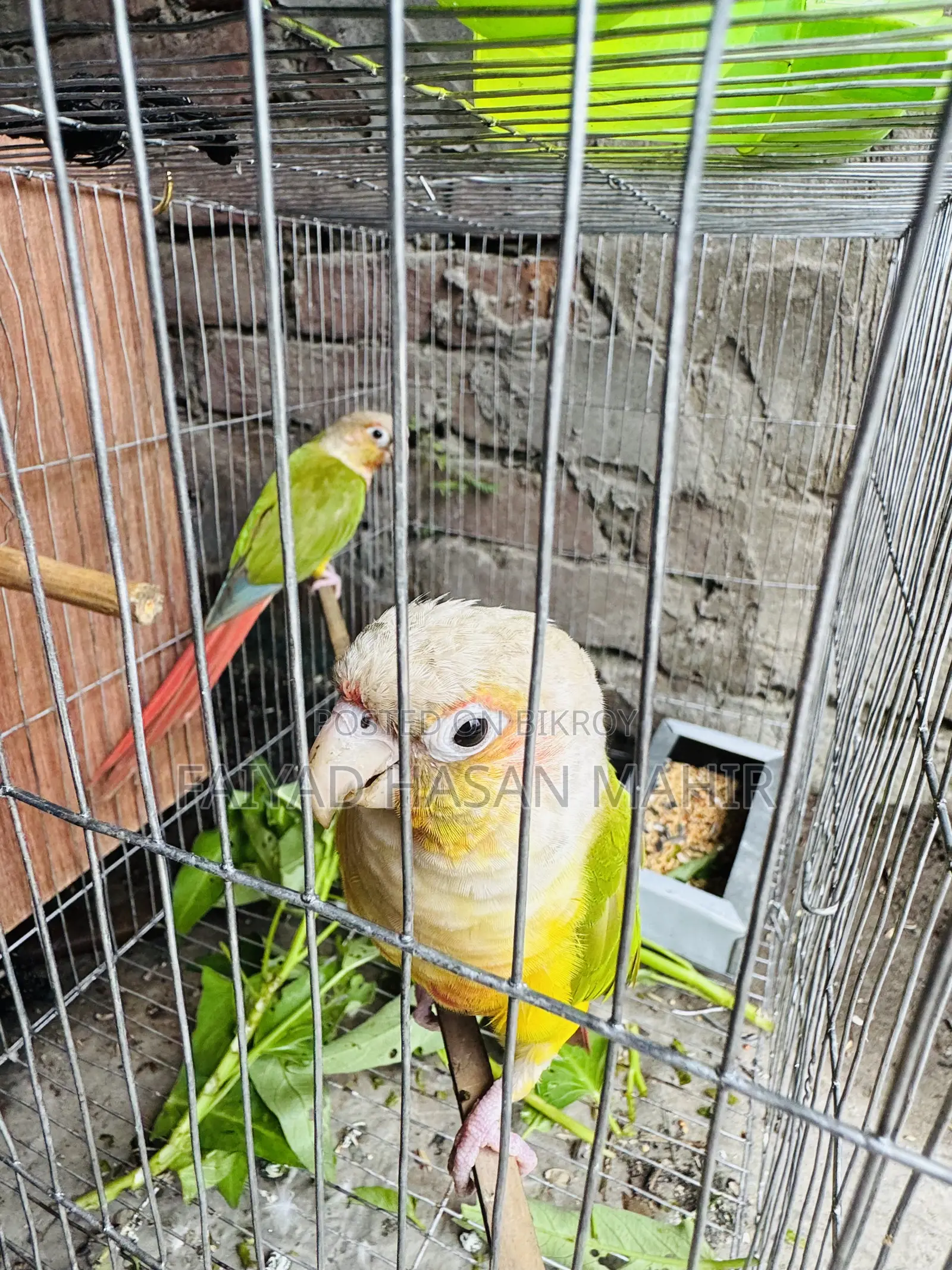 পাইনঅ্যাপল কনুর ব্রিডিং পেয়ার