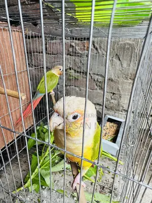 পাইনঅ্যাপল কনুর ব্রিডিং পেয়ার
