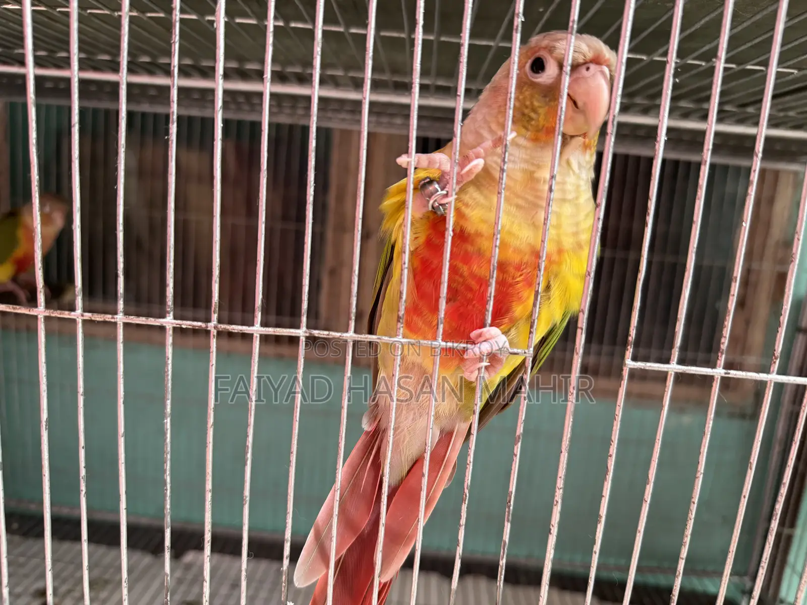 পাইনঅ্যাপল কনুর ব্রিডিং পেয়ার
