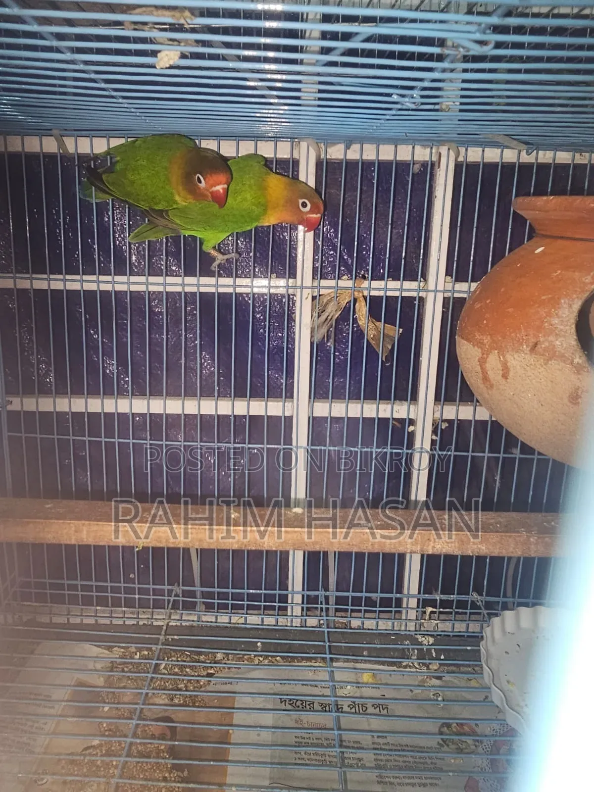 গ্রীন ফিশার