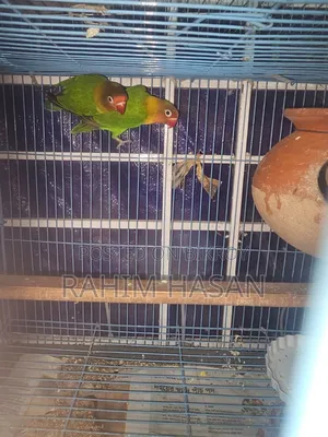 গ্রীন ফিশার