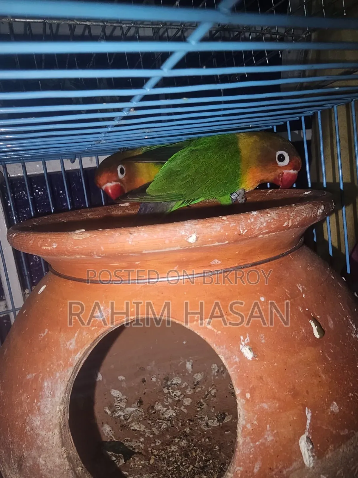গ্রীন ফিশার