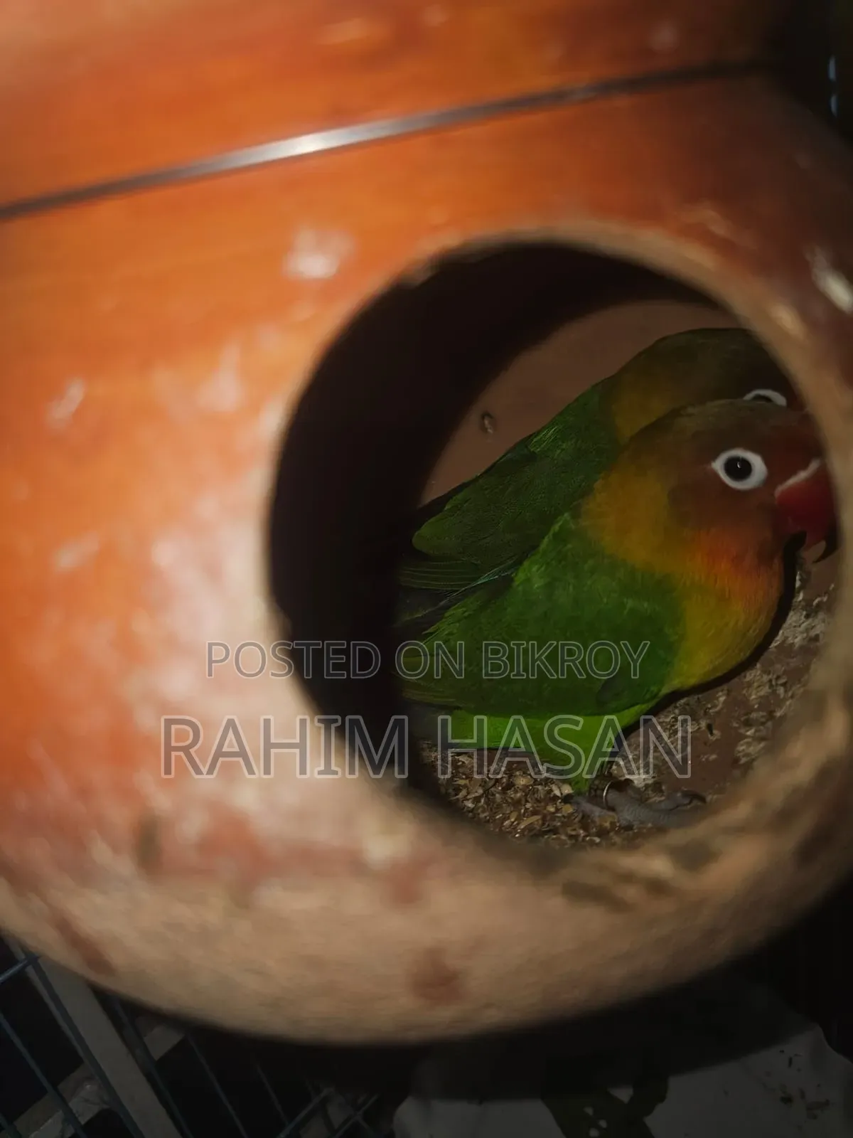 গ্রীন ফিশার