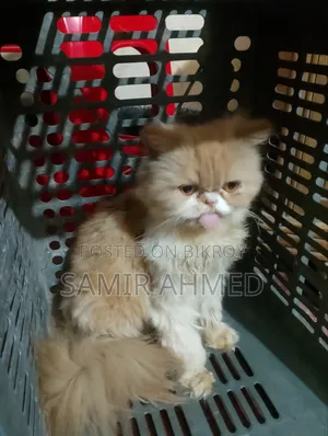 1+ Year Female Purebred Persian