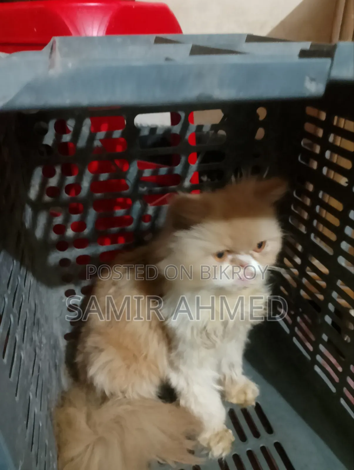 1+ Year Female Purebred Persian
