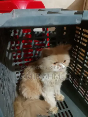 1+ Year Female Purebred Persian