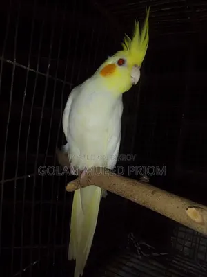 লুটিনো ককাটেল